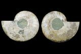 Cut & Polished, Agatized Ammonite Fossil - Madagascar #183221-1